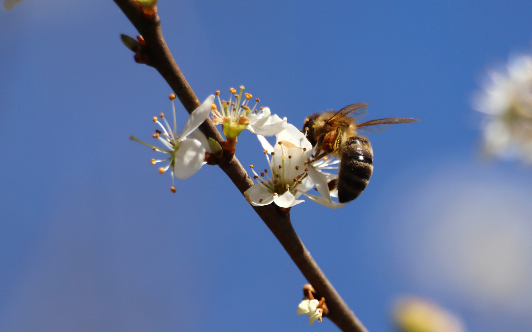 Honigbiene Frühling