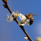 Honigbiene Frühling