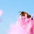 Honigbiene hält ausschau