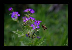 Honigbiene im Anflug...