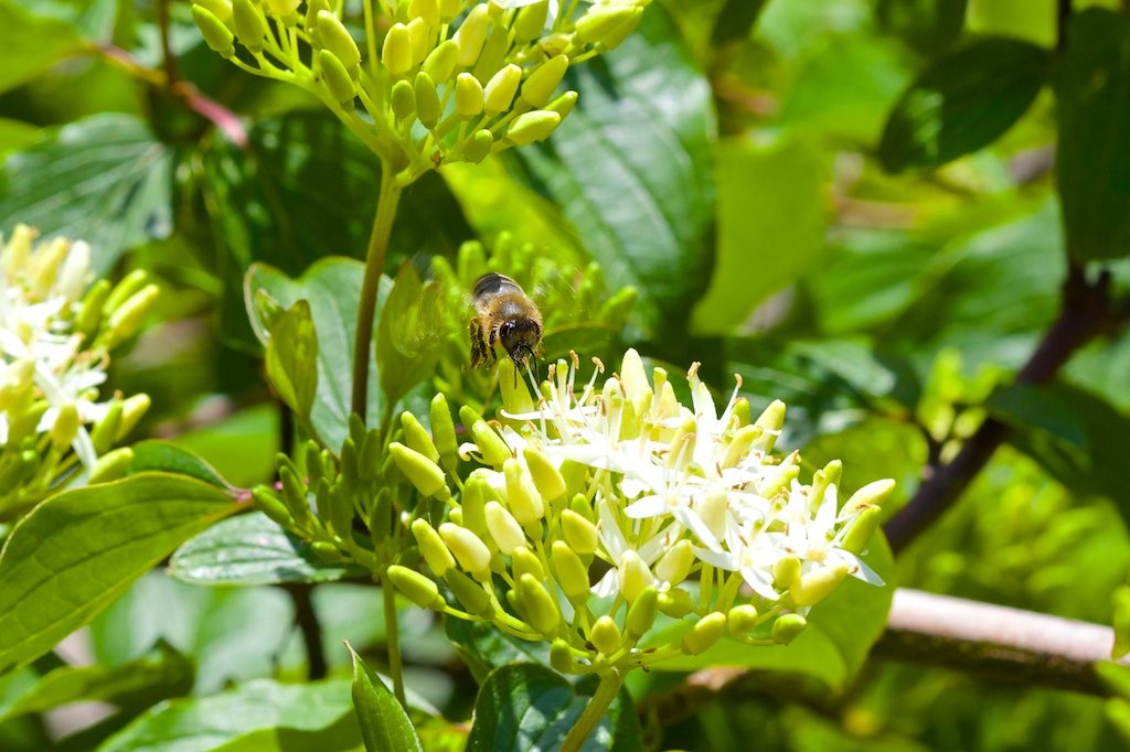 Honigbiene im Anflug