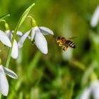 Honigbiene im Anflug