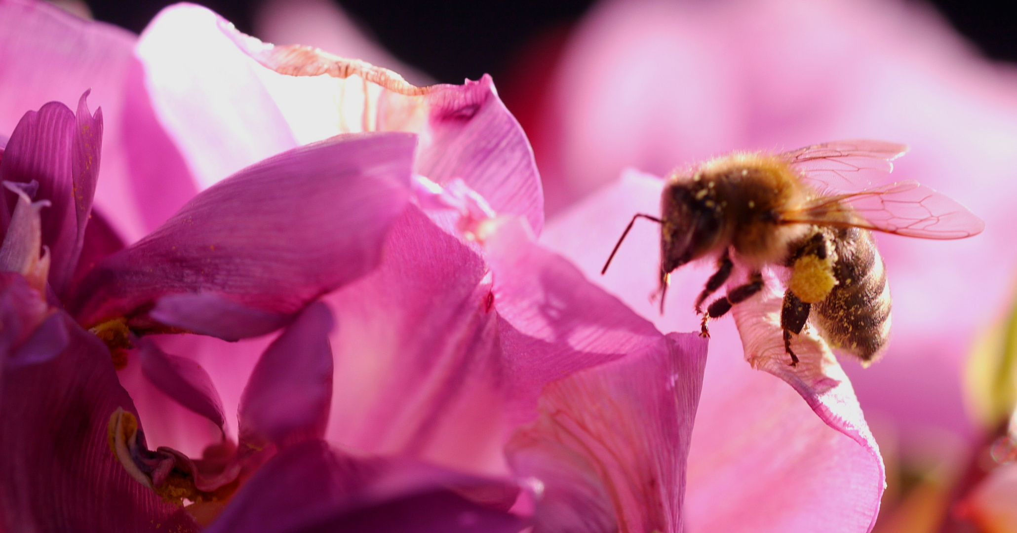 Honigbiene im Anflug auf eine Tulpenblüte