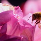 Honigbiene im Anflug auf eine Tulpenblüte