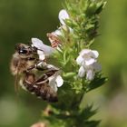 Honigbiene im blühenden Bohnenkraut