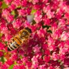 Honigbiene im Blütenrausch
