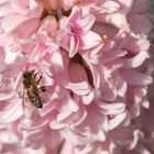 Honigbiene im Blütenrausch