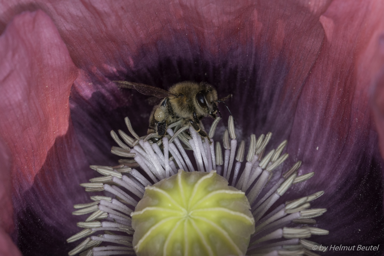 Honigbiene im Mohn