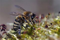 Honigbiene im Moos