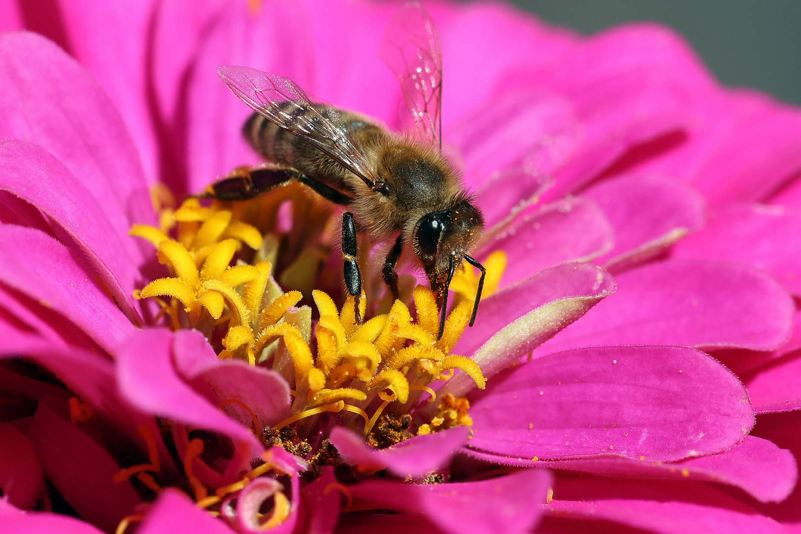 Honigbiene im Oktober