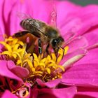Honigbiene im Oktober