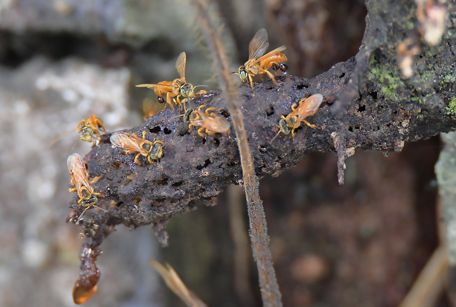 Honigbiene im Regenwald