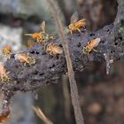 Honigbiene im Regenwald