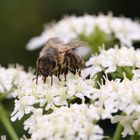 Honigbiene im Wiesen-Bärenklau