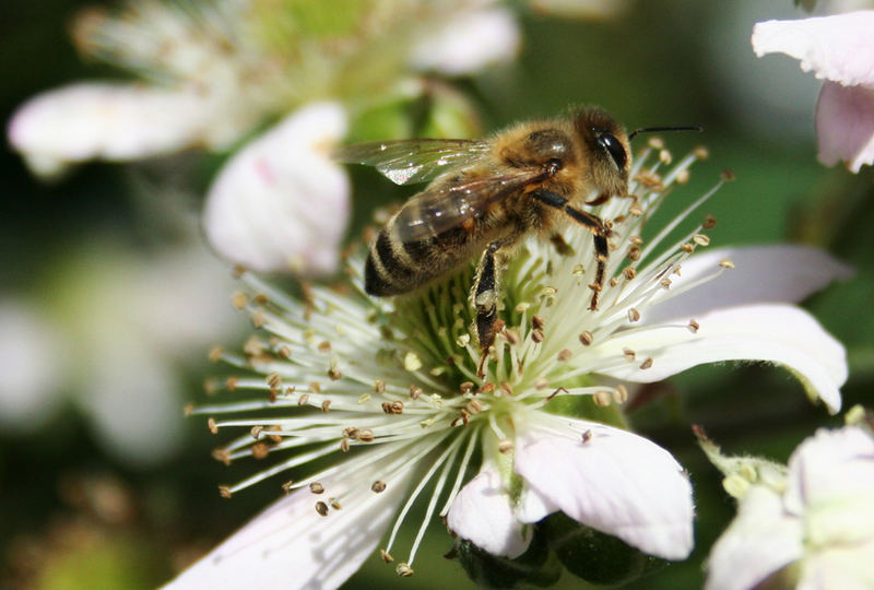 Honigbiene in Blüte