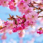 Honigbiene in den Kirschblüten