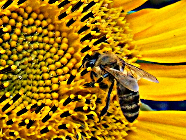 Honigbiene in der Sonnenblume