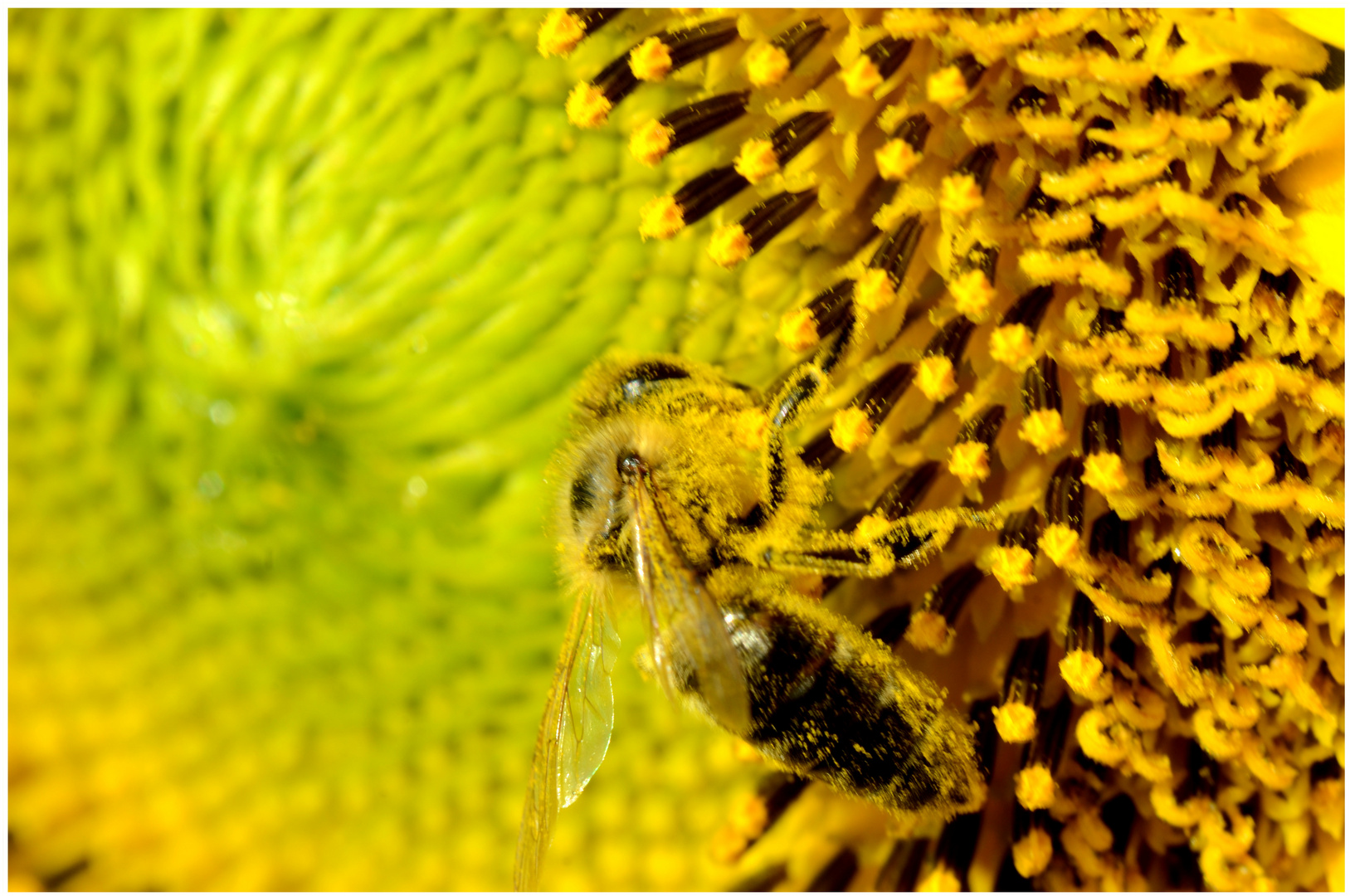 Honigbiene in einer Sonnenblume