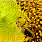 Honigbiene in einer Sonnenblume