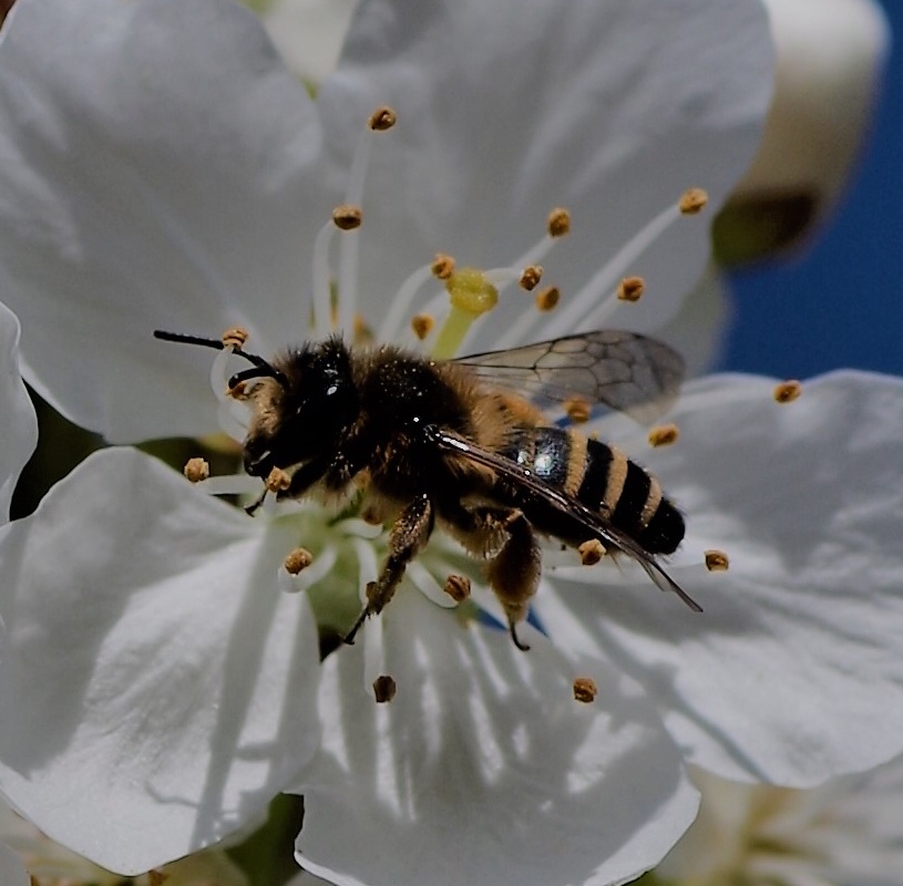 Honigbiene in Kirschblüte