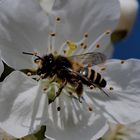 Honigbiene in Kirschblüte