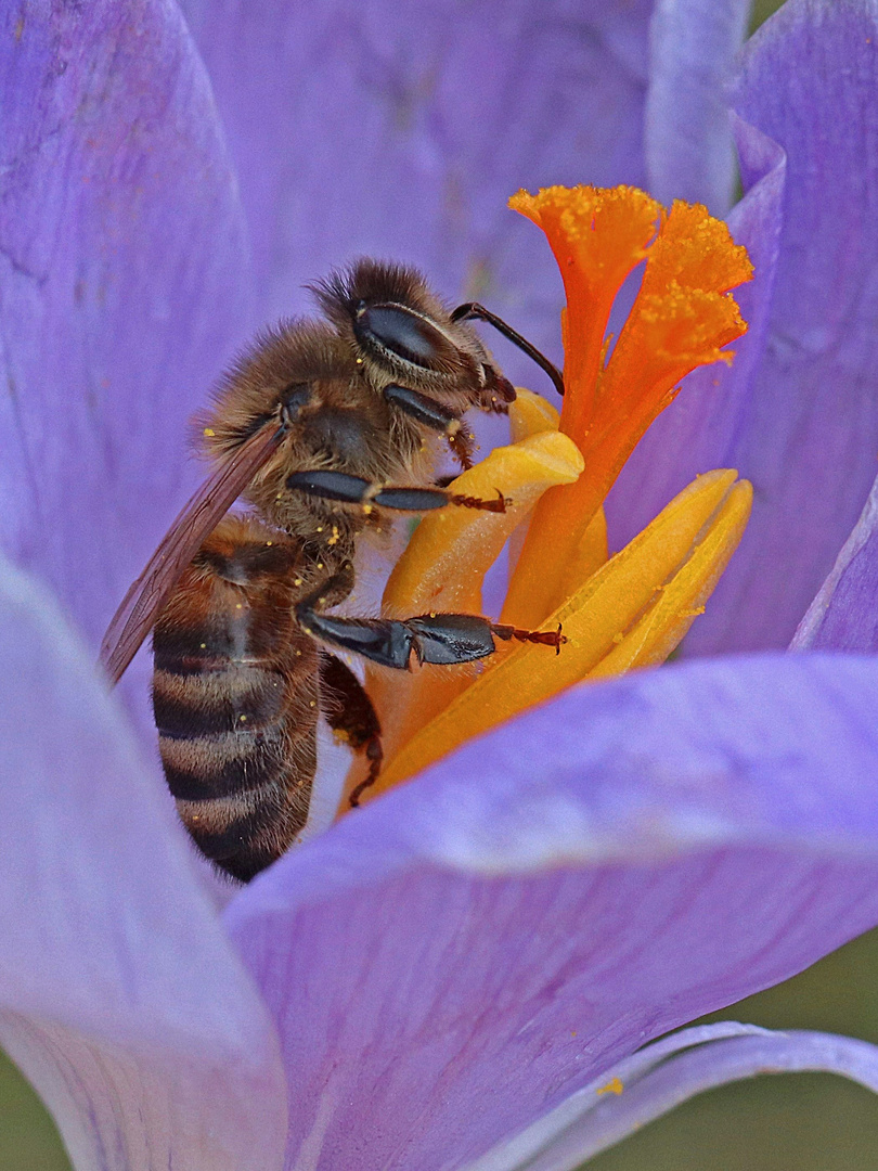 Honigbiene in Krokusblüte