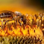 Honigbiene in Sonnenblume