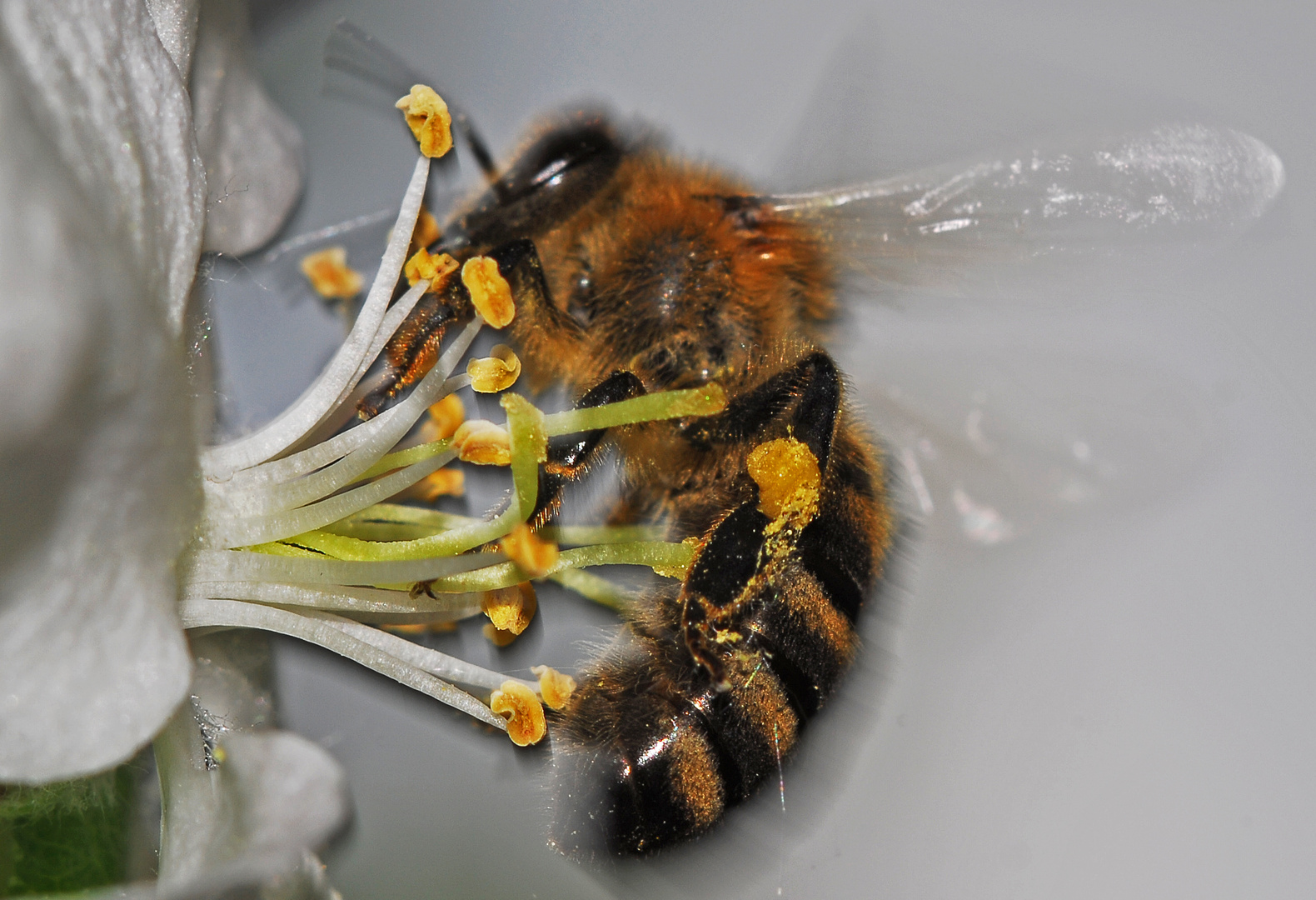 Honigbiene mit Pollen an Jasminblüte ...