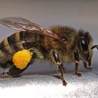 Honigbiene mit Pollenhose