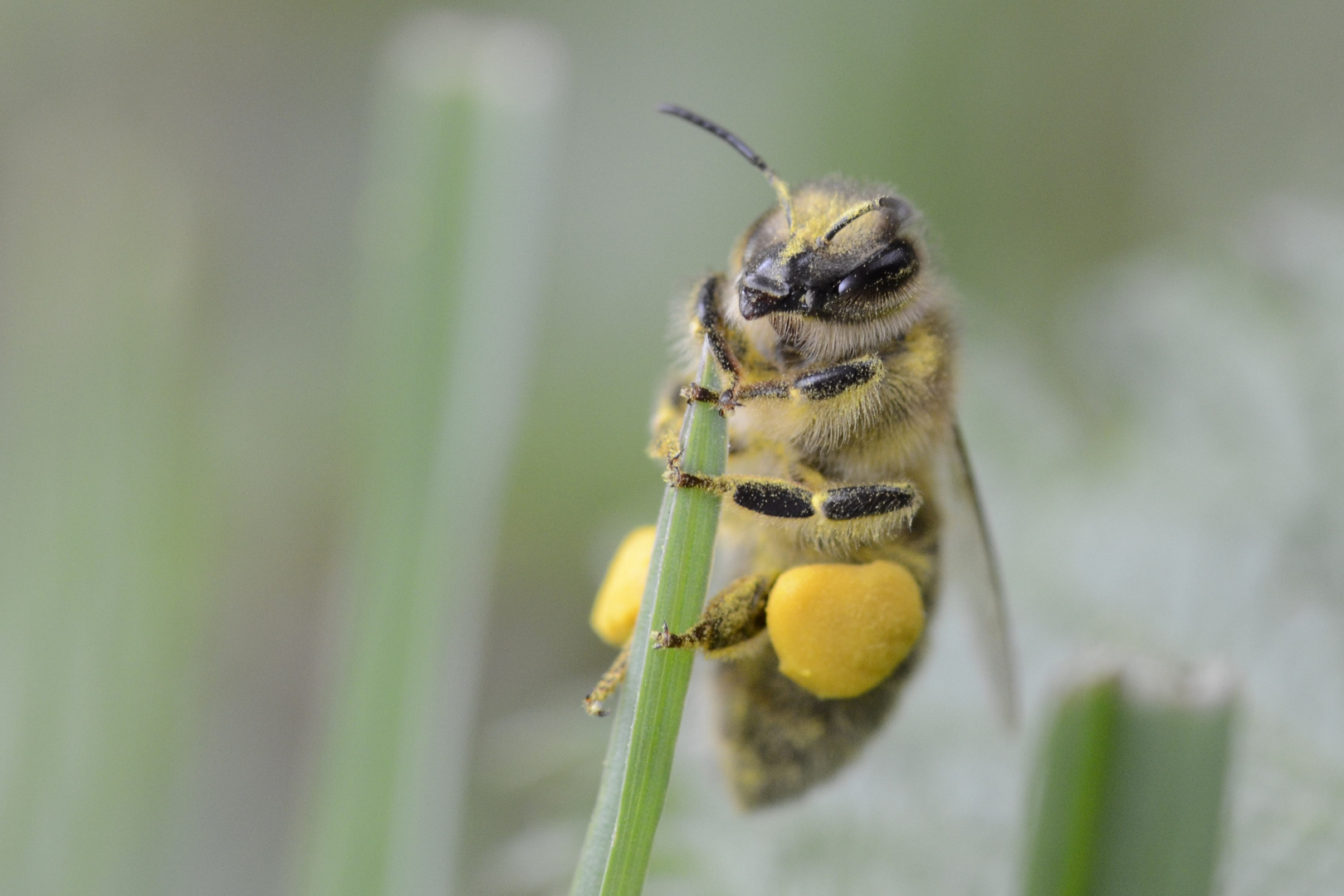 Honigbiene mit Weidenpollen bepudert