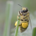 Honigbiene mit Weidenpollen bepudert