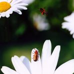 Honigbiene und Brauner Weichkäfer