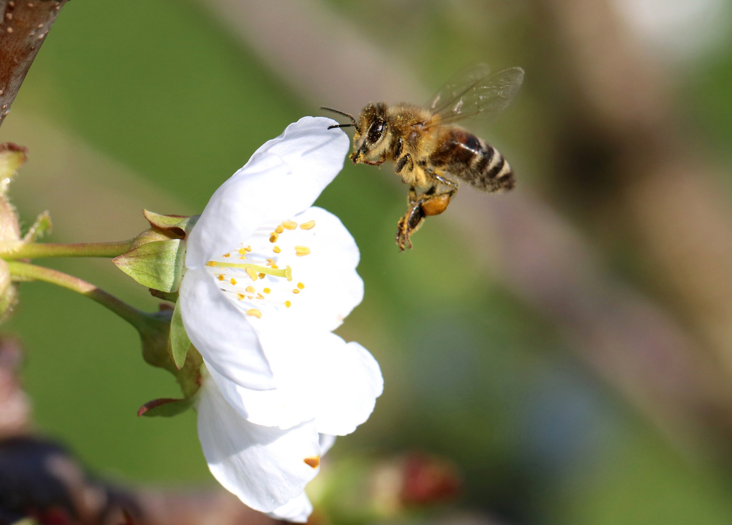 Honigbiene und Kirschblüte