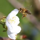 Honigbiene und Kirschblüte