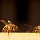 Honigbienen 2