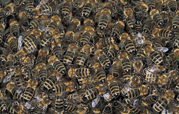 Honigbienen..
