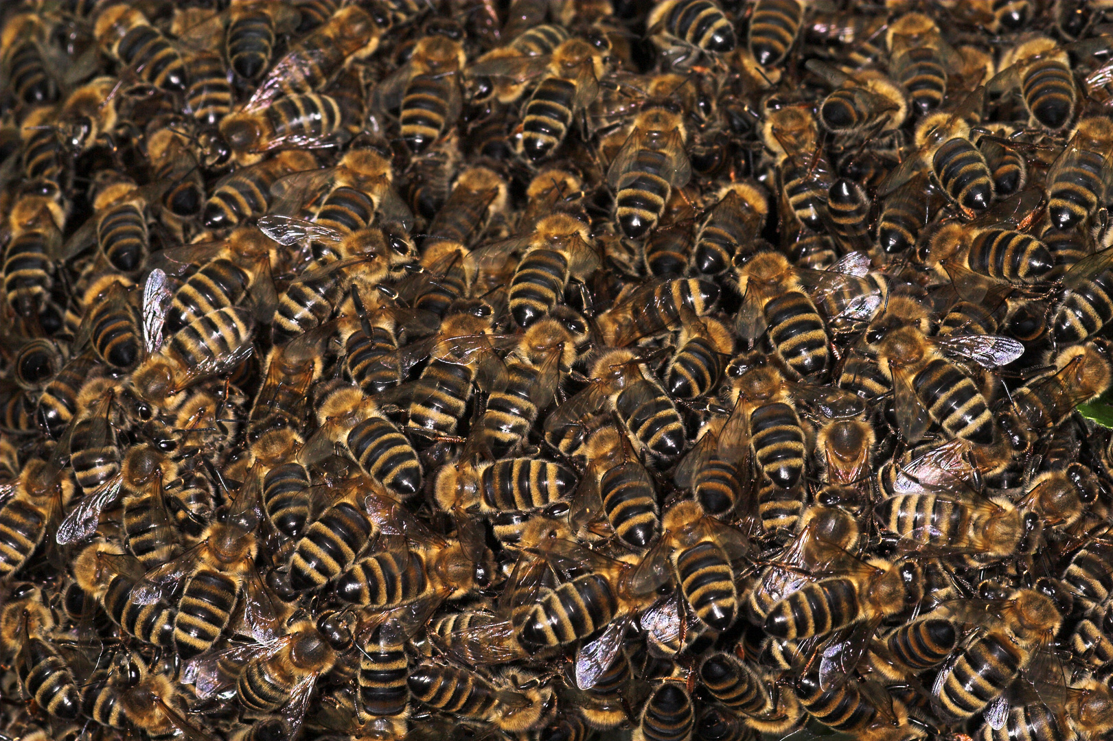 Honigbienen