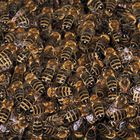 Honigbienen