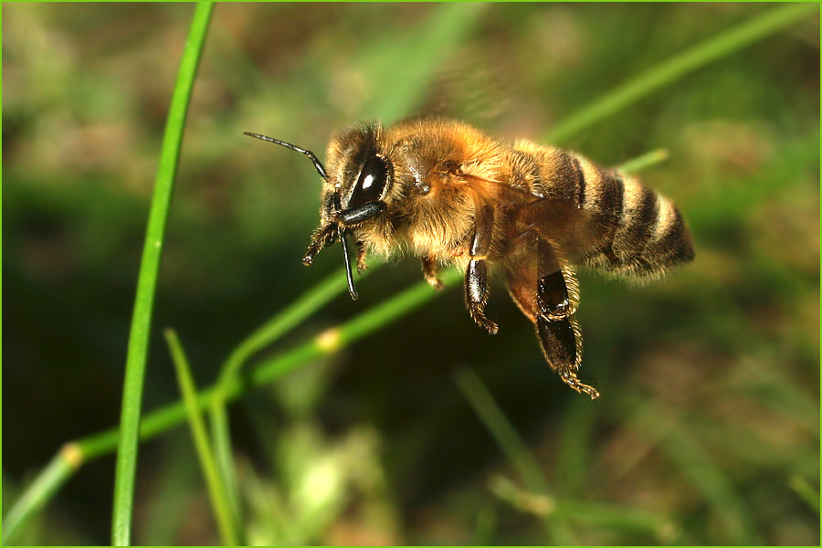 Honigbienen