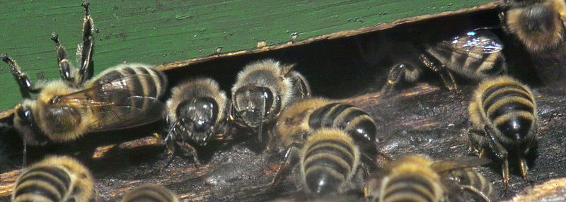 Honigbienen am Korbeinflug