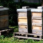 ...Honigbienen