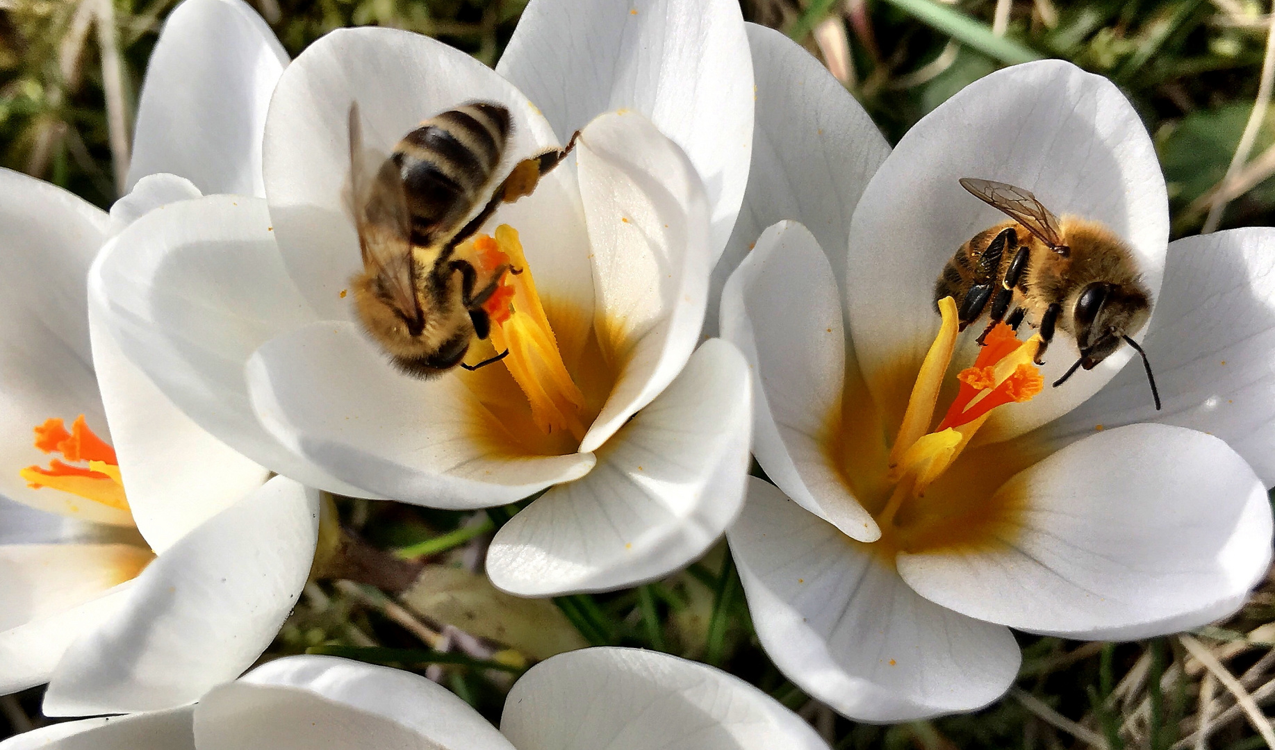 Honigbienen bei der Arbeit 