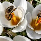 Honigbienen bei der Arbeit 