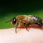 Honigbienen Drohne....