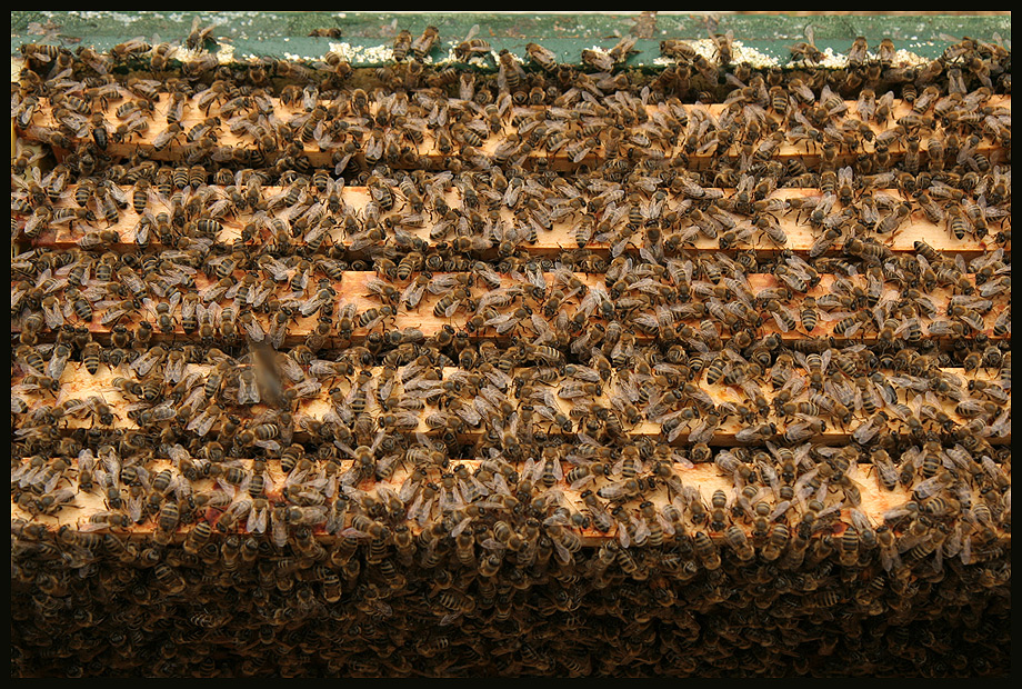Honigbienen-Gewimmel