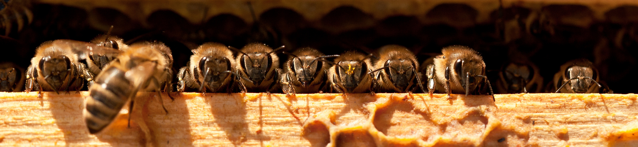 Honigbienen-Parade