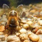 Honigbienen sammeln auch Wasser