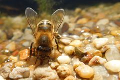 Honigbienen sammeln auch Wasser