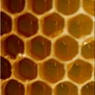 Honigbieneneier