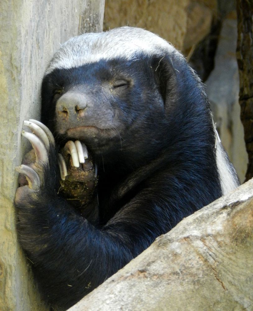 Honigdachs Foto & Bild tiere, natur Bilder auf